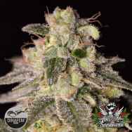 Mr Nice Seeds Shark Shock